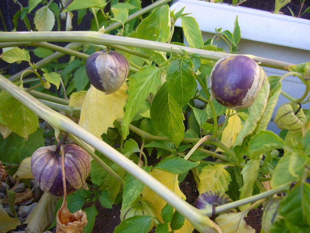 Garden Sage: tomatillos