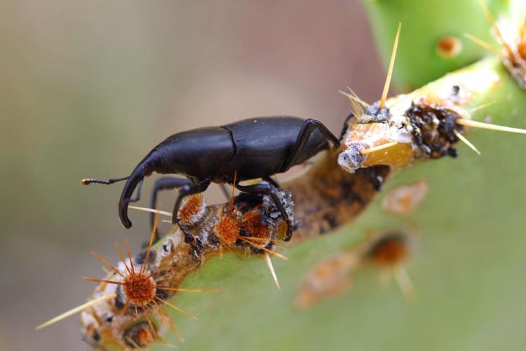 Readers' insect photos