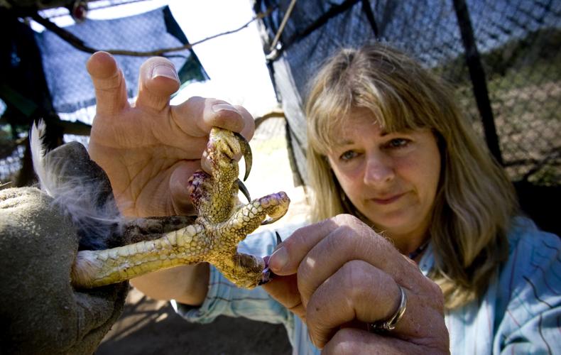 Tucson Wildlife Center