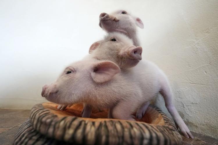 Japan Pig Cafe
