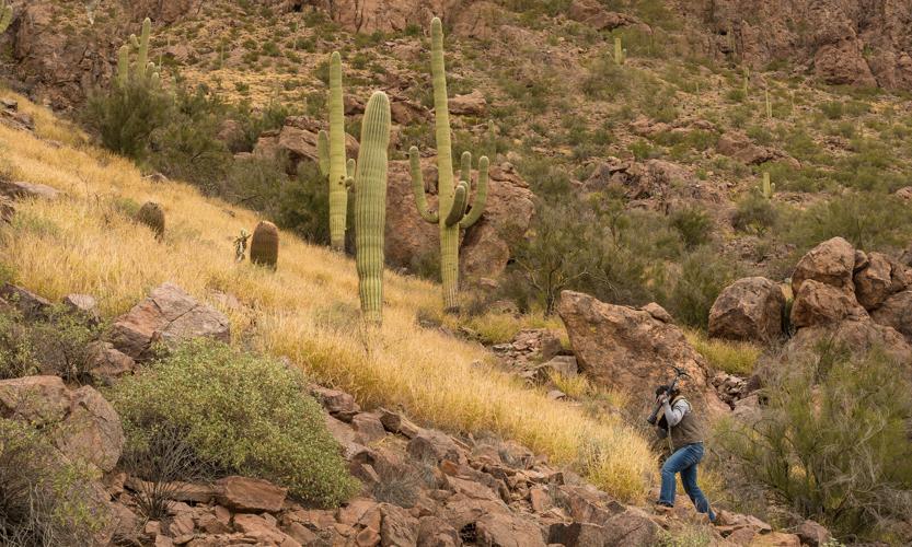 Buffelgrass, Saguaro NP