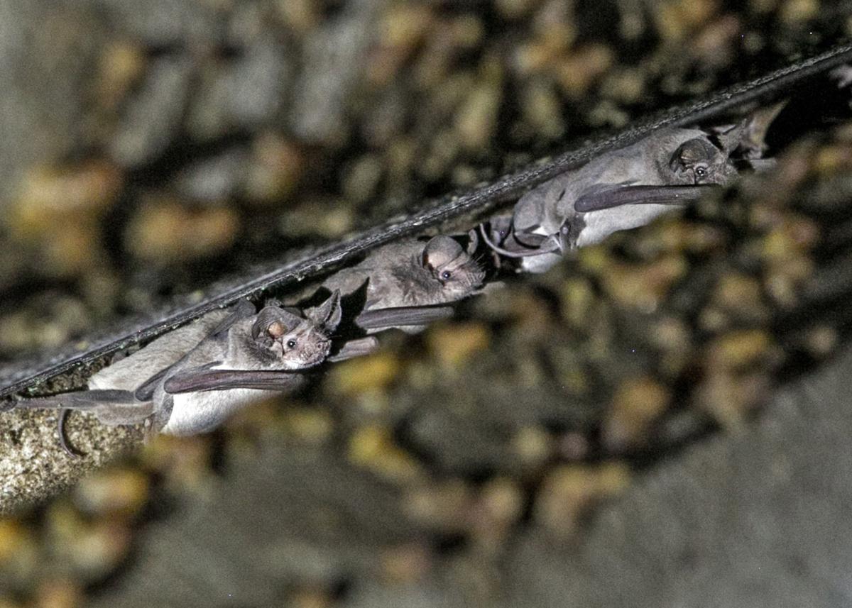 Road Runner Move Afoot For Thousands Of Bats That Call Underside Move Afoot For Thousands Of Bats That