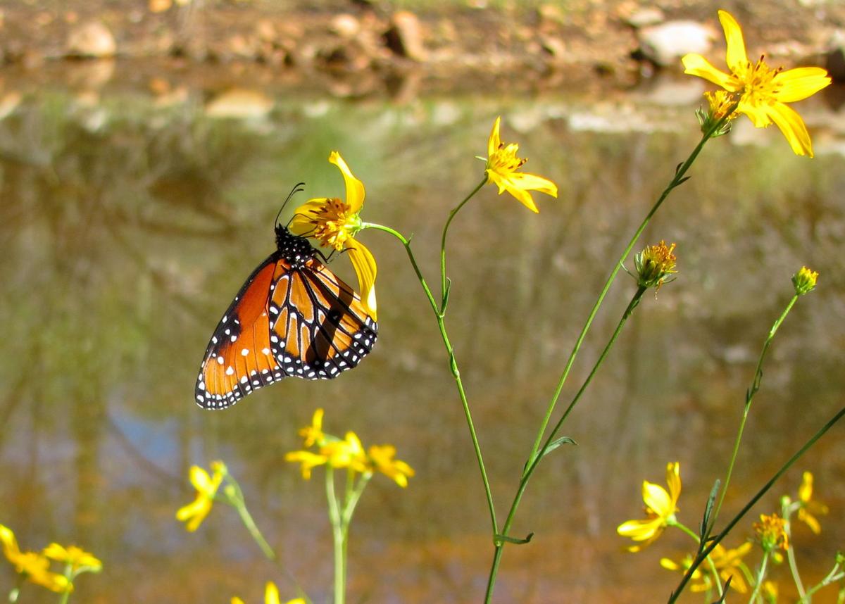 Butterflies, bees and a tortoise