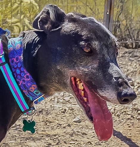 Adopt a Friend: Ailish