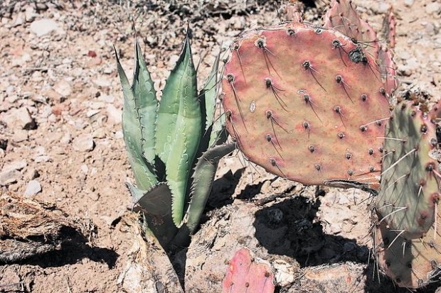 New trail crowding imperiled bat species  