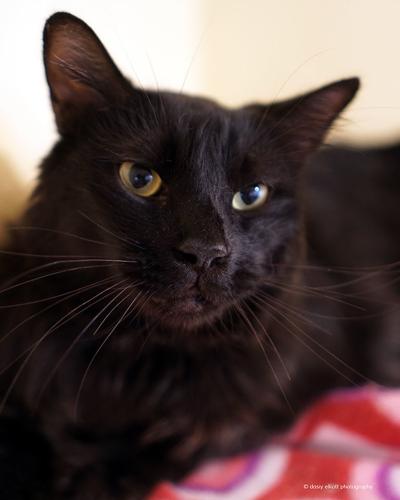 Adopt a friend: Chaka