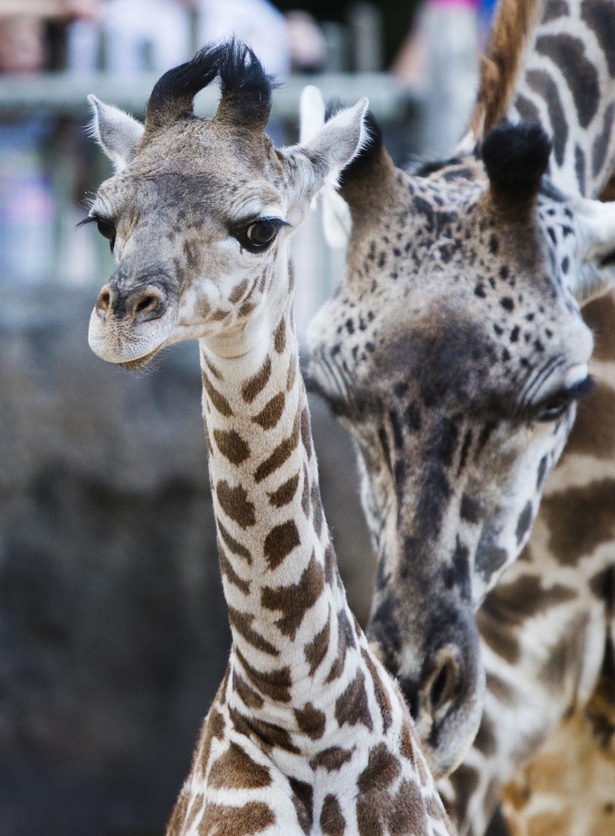 Baby zoo animals