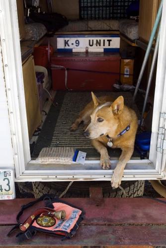 Rescued dogs come to the rescue   