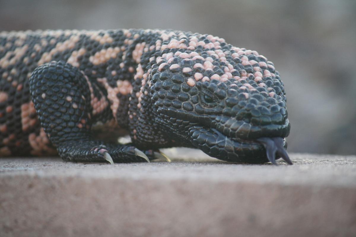 Surprisingly beautiful Southern Arizona lizards
