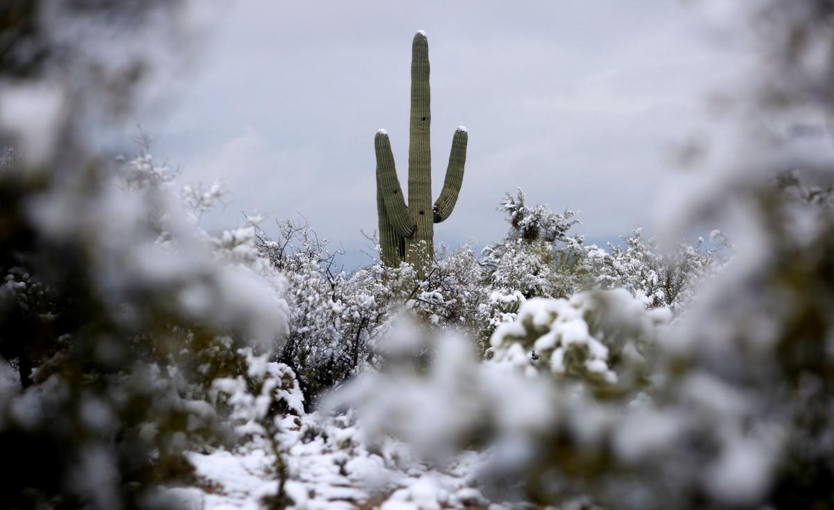 Get into the holiday spirit with Tucson-themed gift wrap | Entertainment