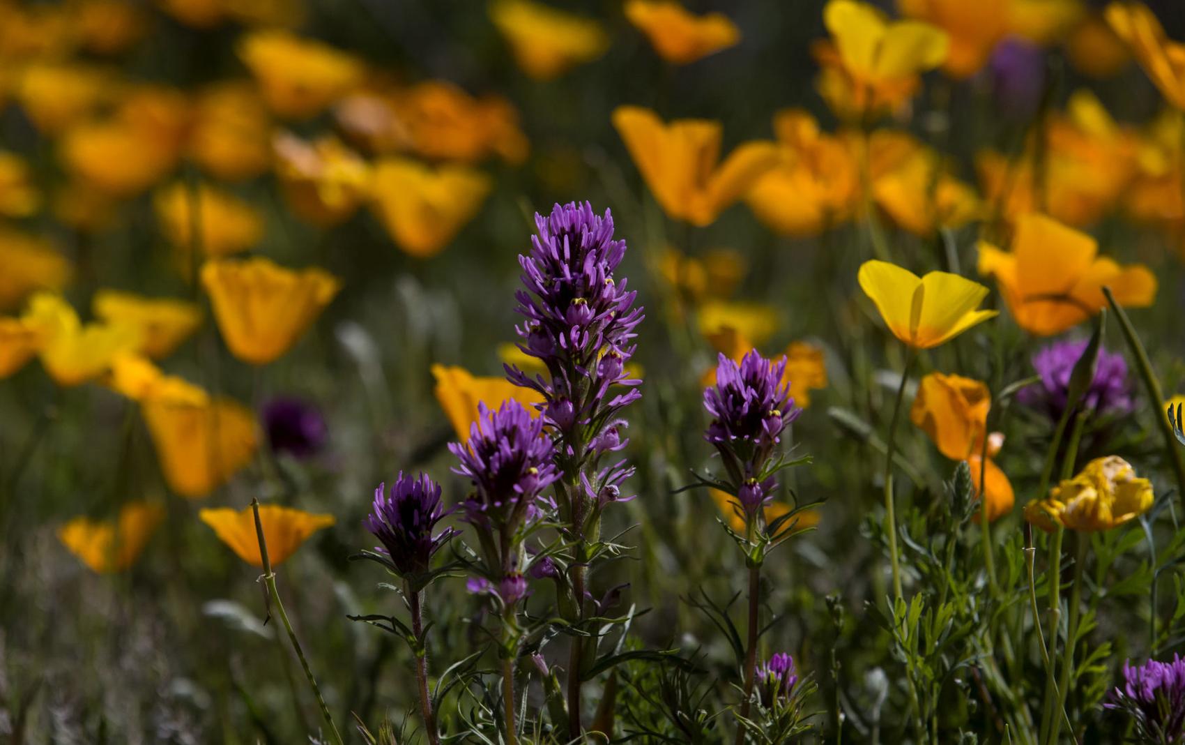 Wildflower In Tucson