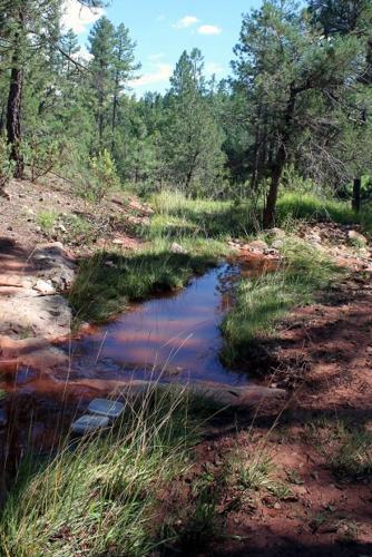 Endangered frogs, tadpoles released in wild   