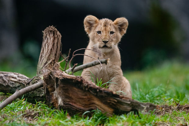 Animal shots of the week