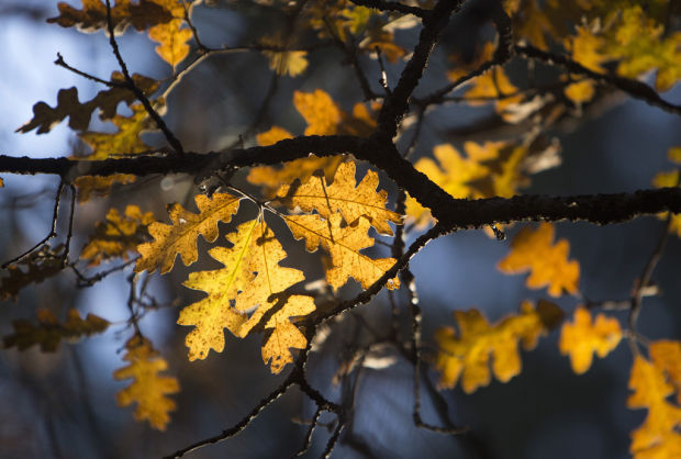 Fall colors on Mount Lemmon