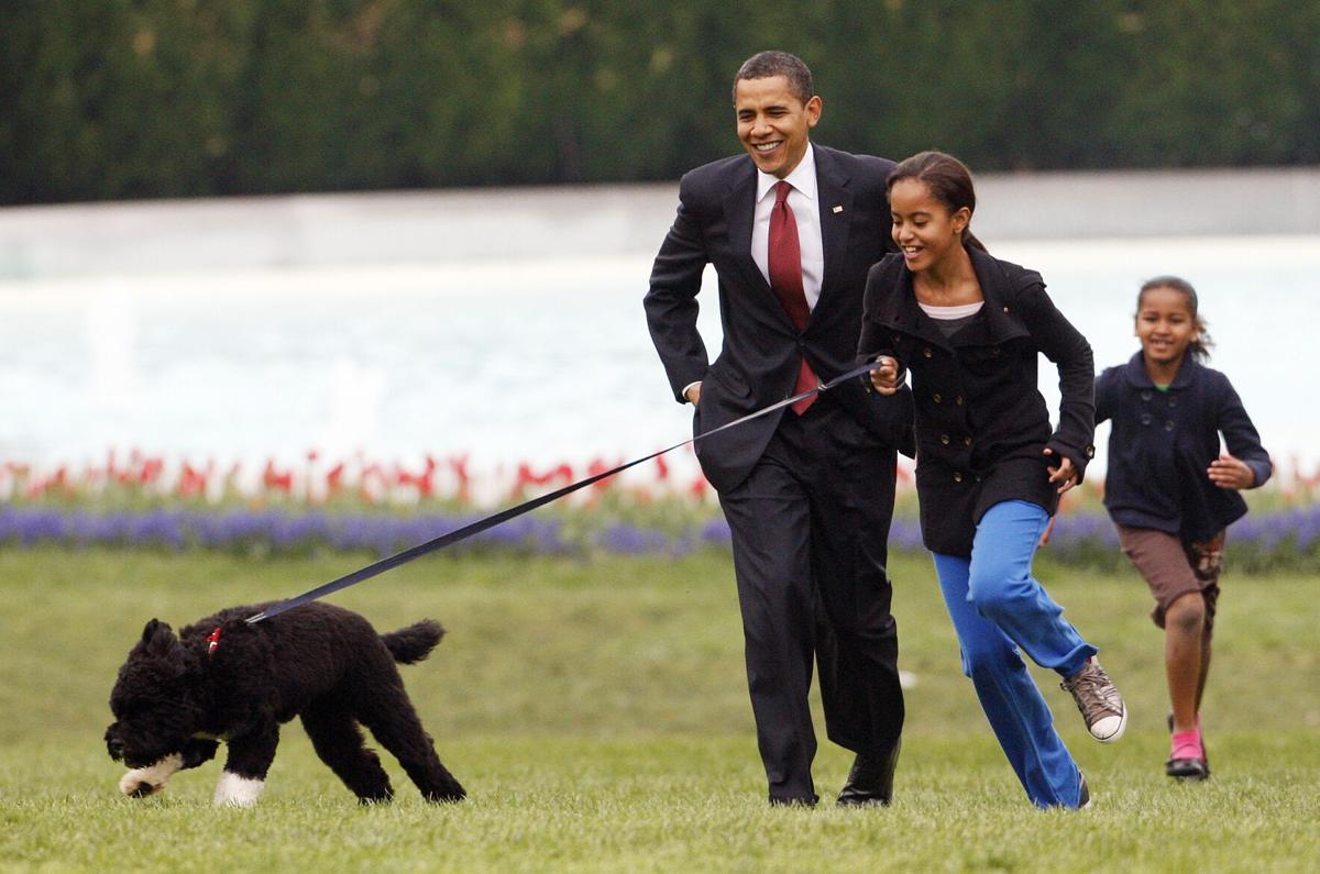 Obama Dog