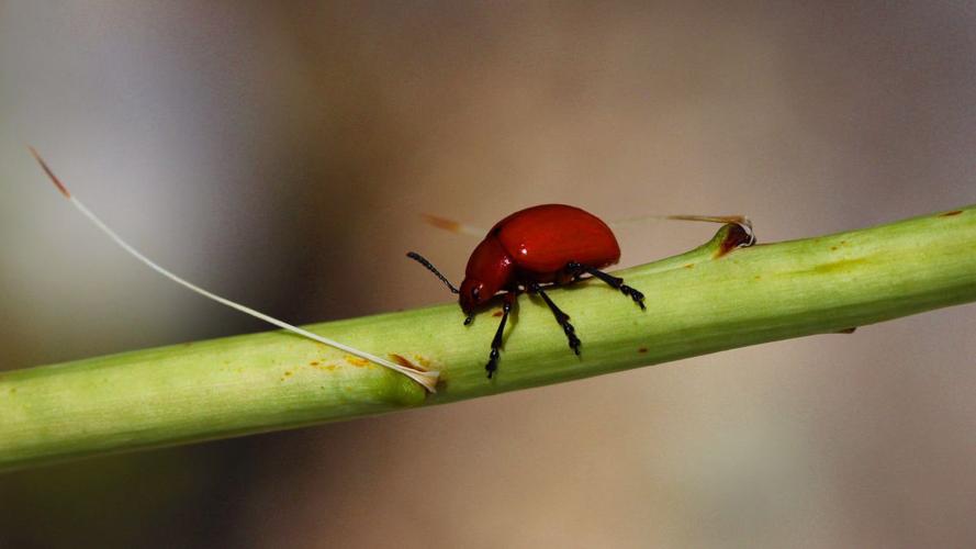 Readers' insect photos