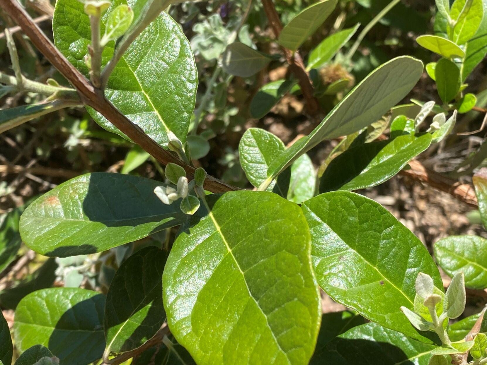 Plant of the month Pineapple guava