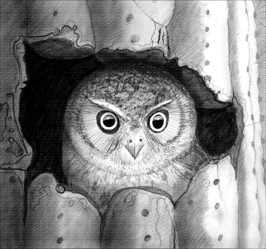 The Sonoran Desert: A Literary Field Guide