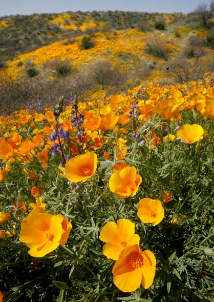 Wildflower show of 2010 gets no curtain call in '11   