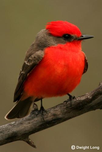 River Bird Walk — San Pedro House