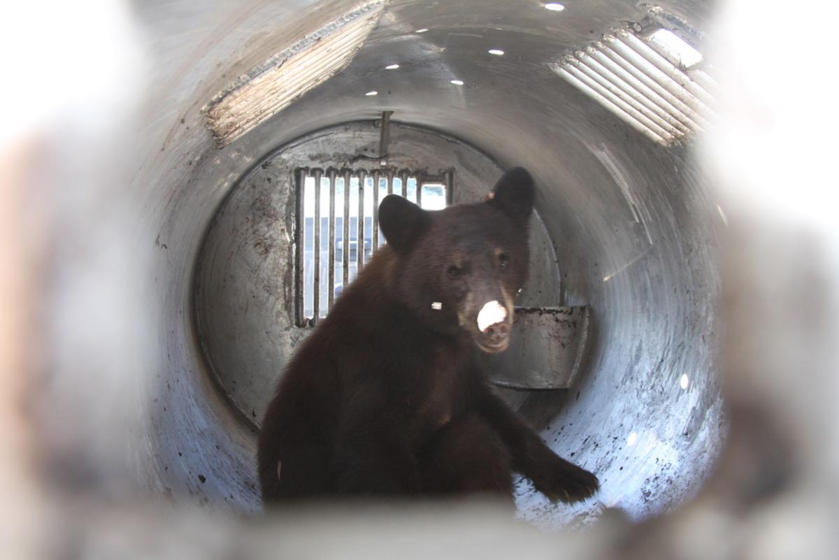 Nuisance bear caught on Mount Lemmon