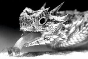 Horned lizard