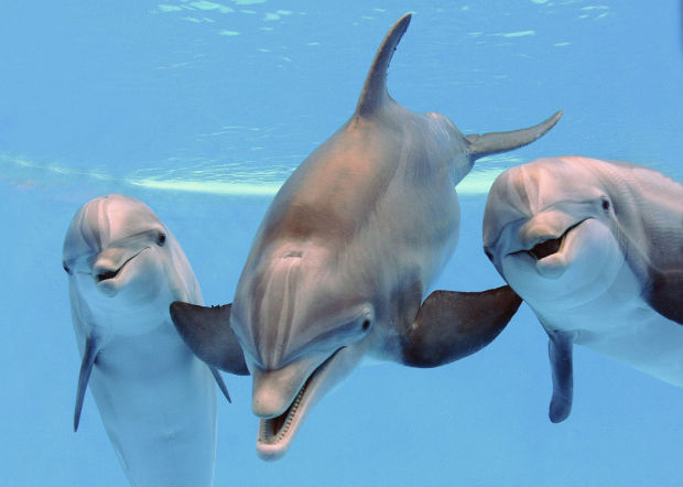 Animal shots of the week