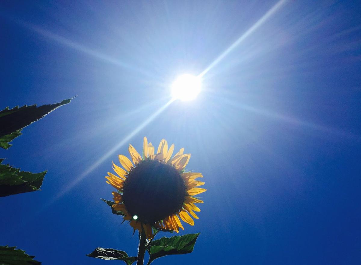 Sunflower and sun