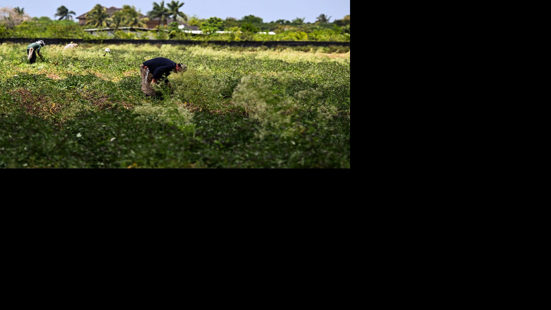 Trump’s wage cut for foreign labor is a gift to American farmers?