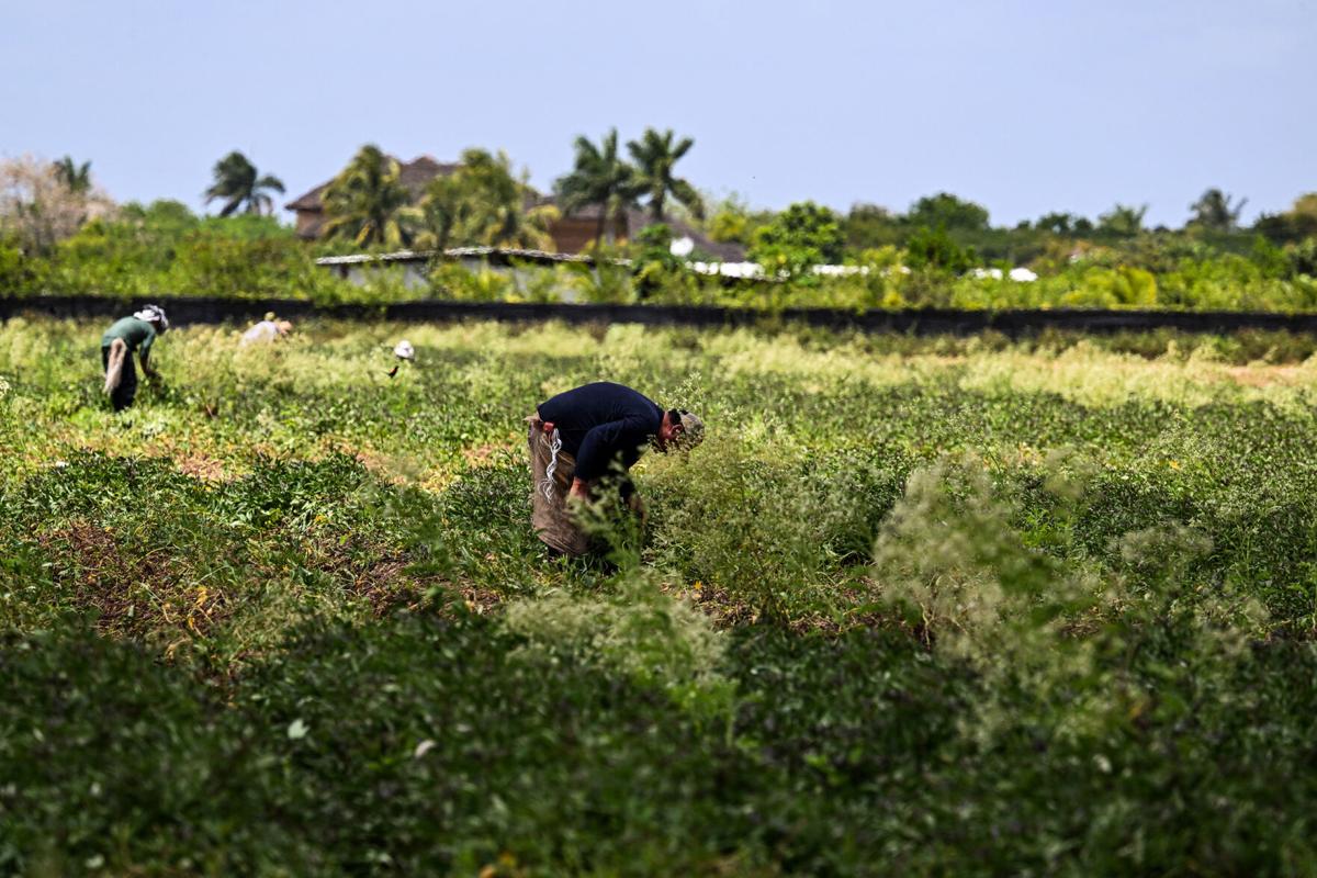 Trump’s wage cut for foreign labor is a gift to American farmers