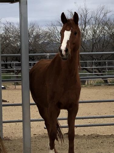 Adopt a friend: Dream Catcher