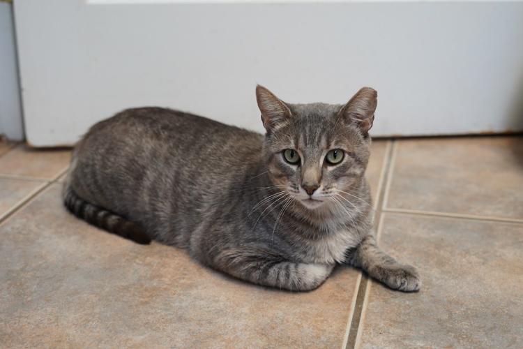 Adopt a friend: Sterling