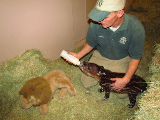 Tapir