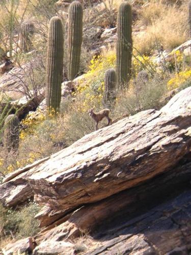 Bighorn lamb in the Catalinas
