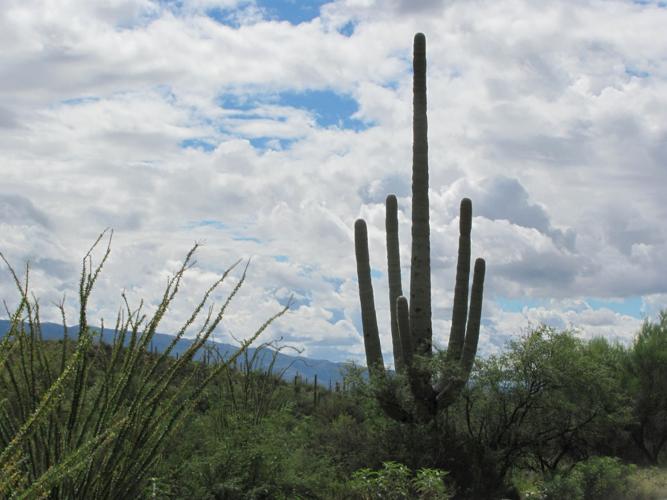 Sabino Canyon saguaro