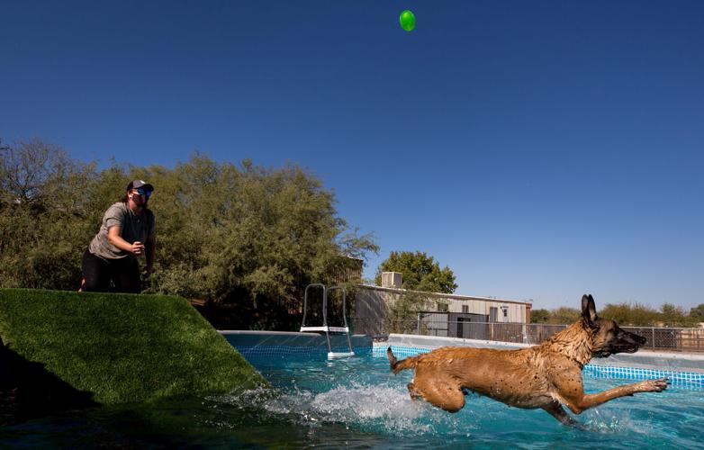Diving Dogs at Elevate Dog Center