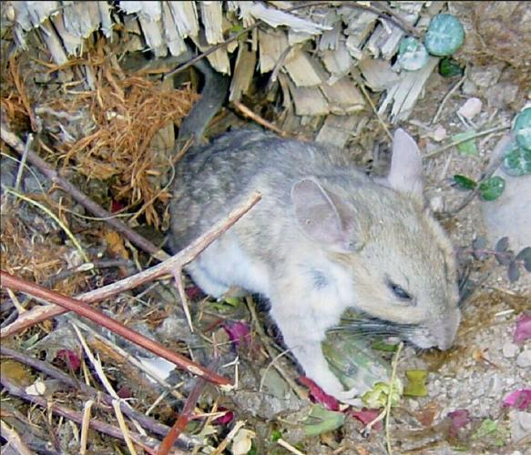 Pack-Rat-Photo-2.jpg