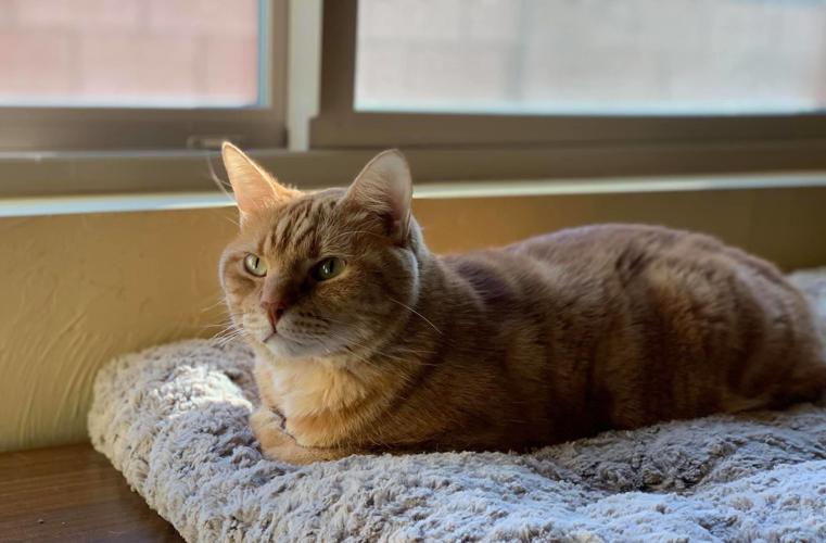 Adopt a friend: Tamale