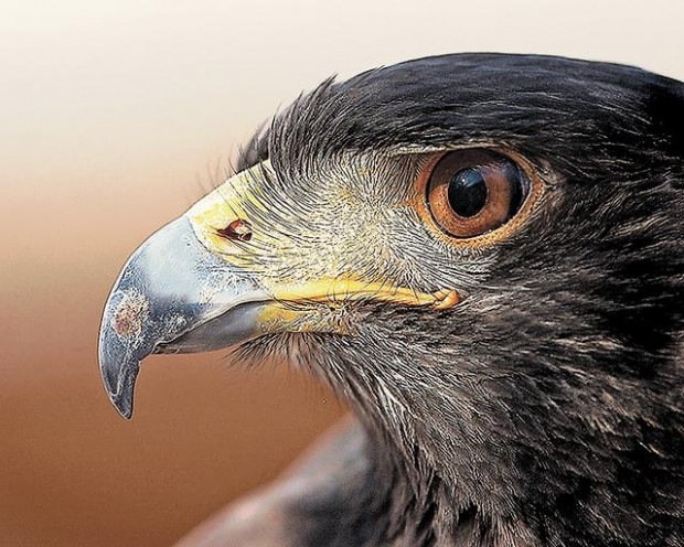 Beauty in world of insects  