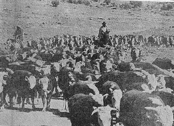 Oracle's Historic 3-C Ranch   