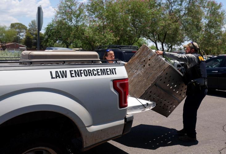 Mountain lion tranquilized, removed from Tucson hospital