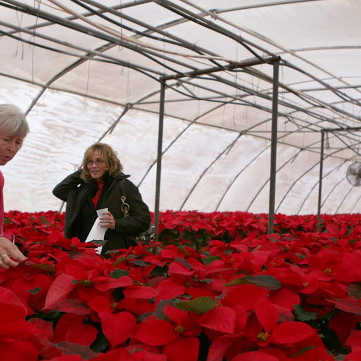 Caring For Poinsettias Year Round Tucson Gardens Tucson Com,When Are Strawberries In Season