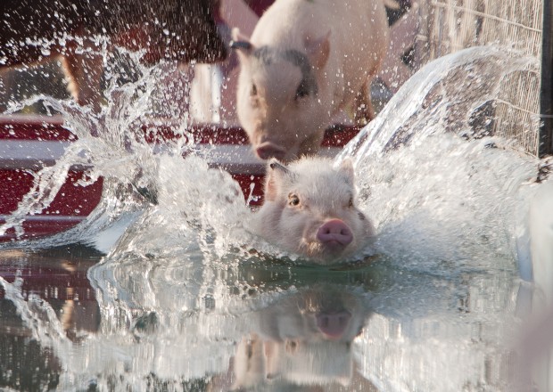 Animal shots of the week