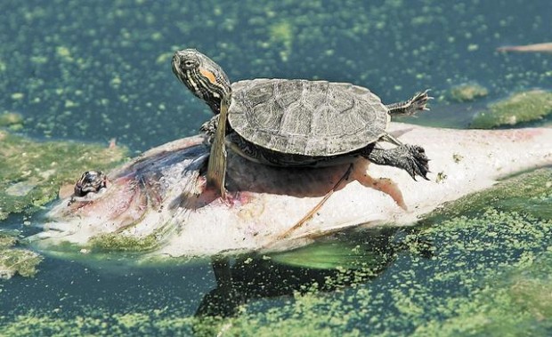 Algae killing Reid Park fish that showed up, uninvited  
