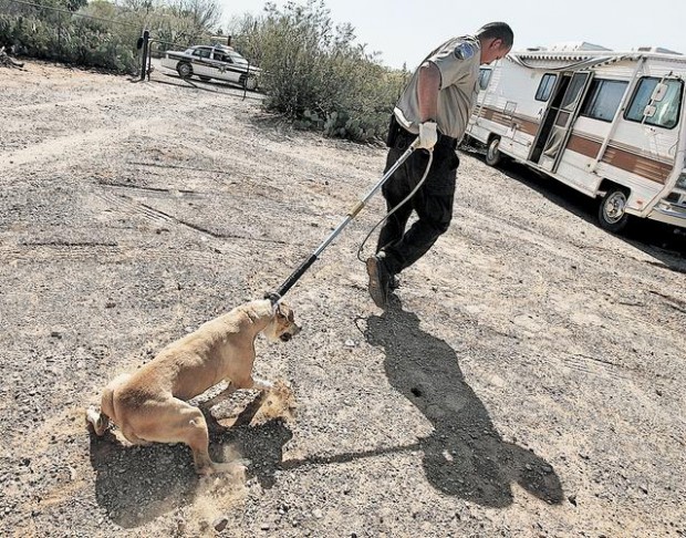 6 arrestos vinculados a peleas de perros  