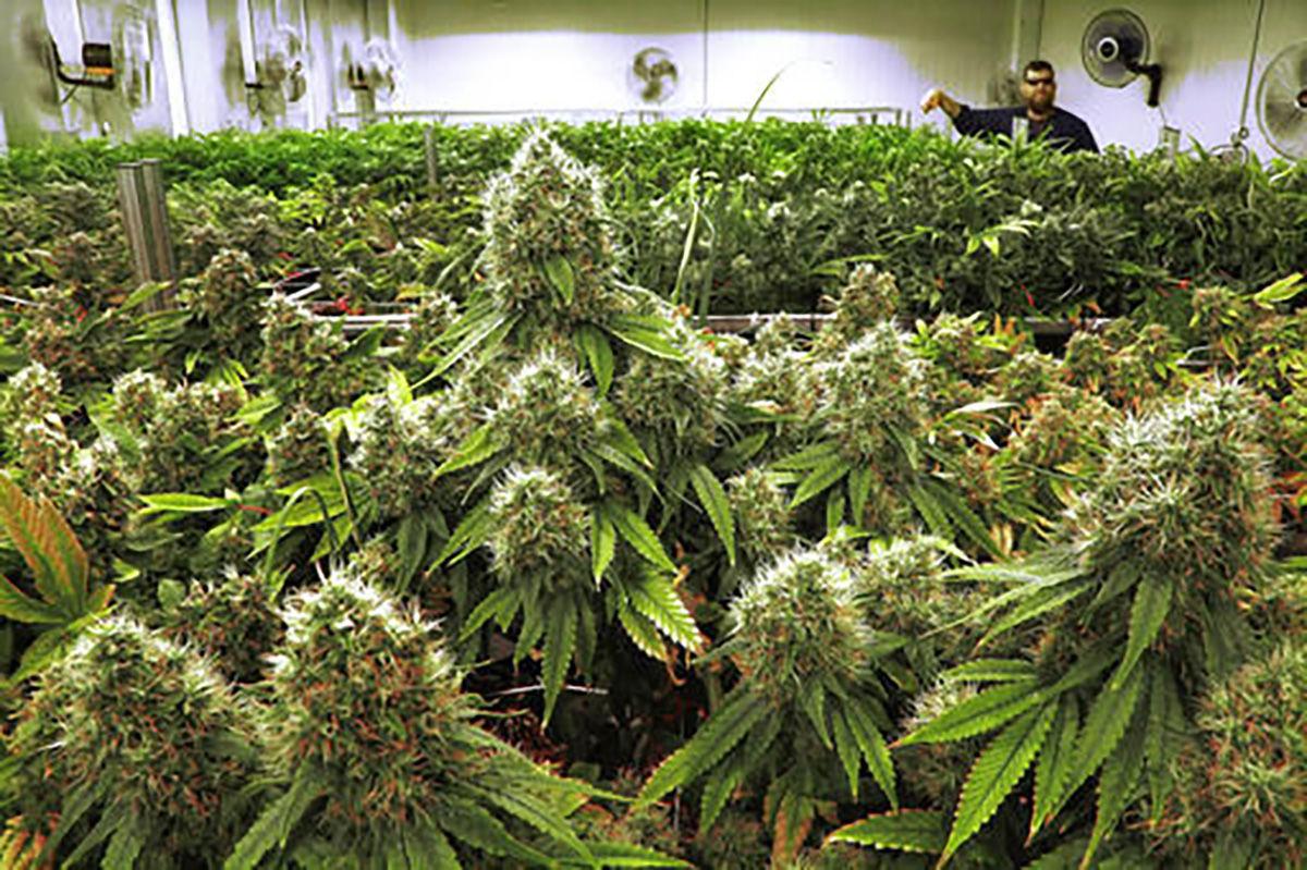 Petition to legalize recreational marijuana withdrawn - State and Regional News - tulsaworld.com
