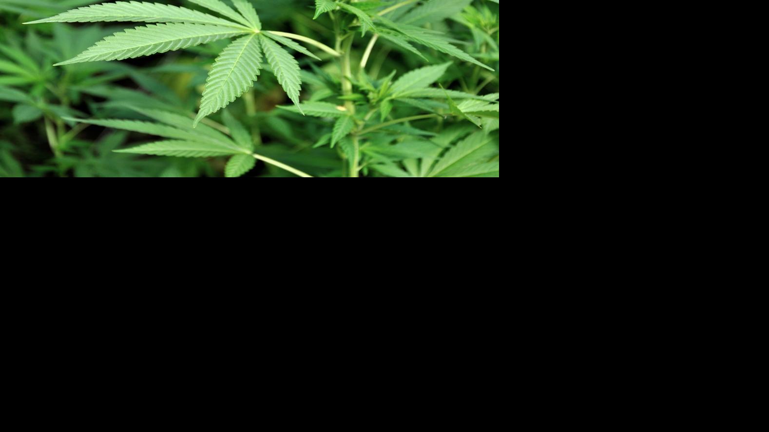 New Arizona Marijuana Law Goes Into Effect Nov 30 Schools Won T See Tax Infusion Until 2022 Government Politics Tucson Com