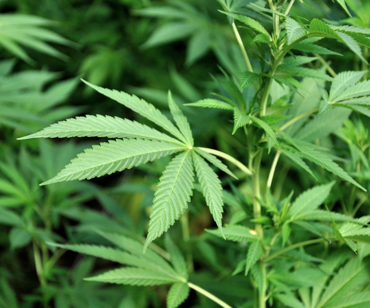2020 Elections: Proposition 207