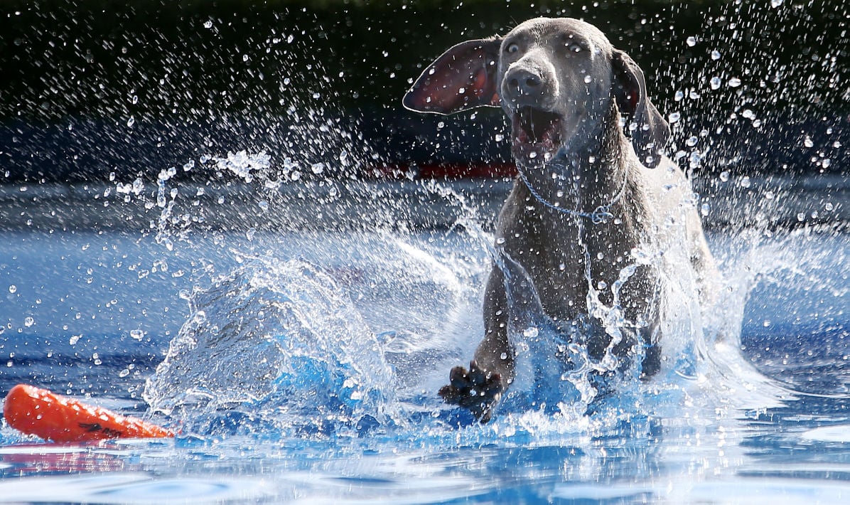 Photos Dock diving dogs Galleries
