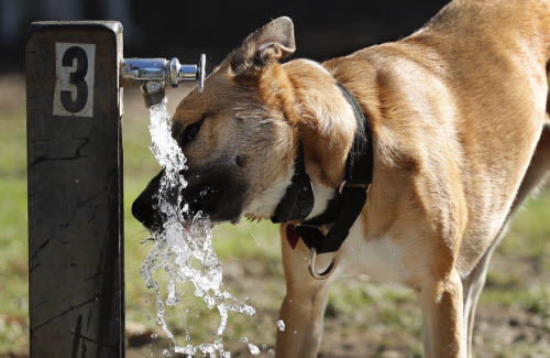 Hormone could be making your dog aggressive